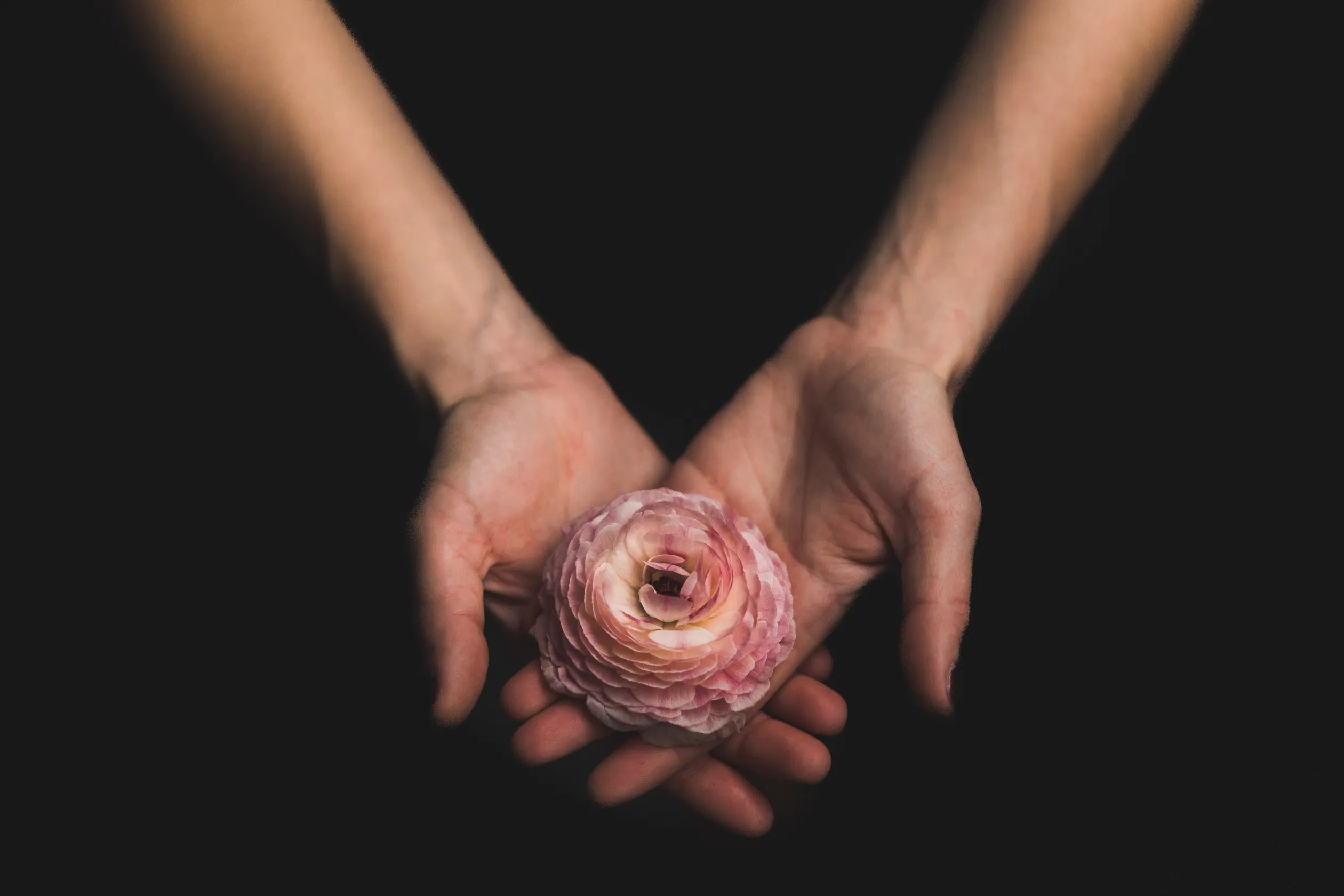 Rose in den Händen