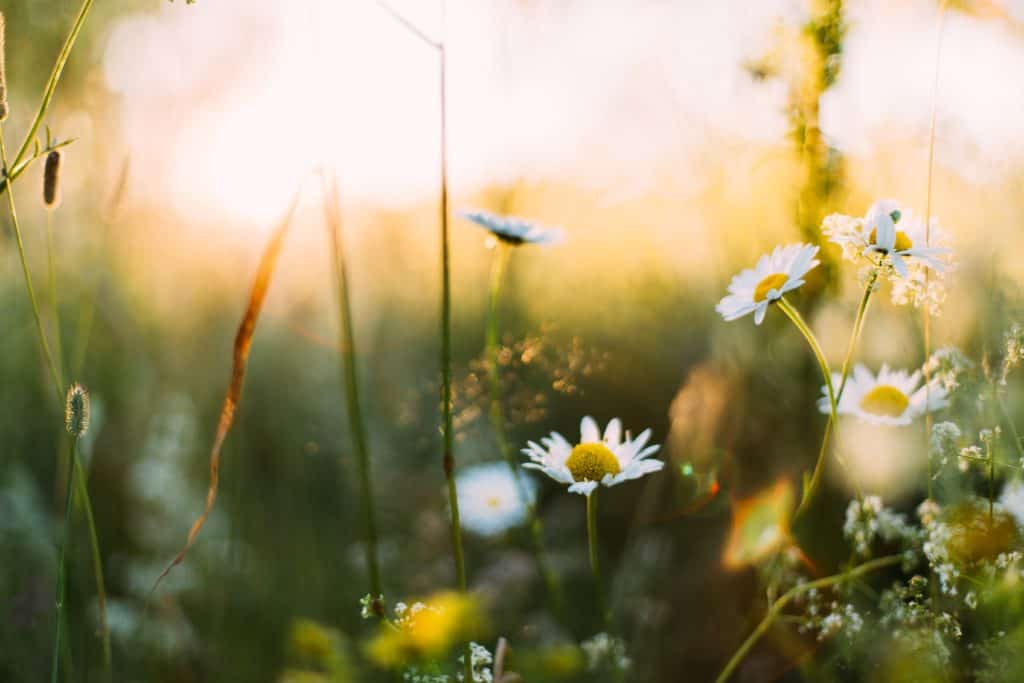 Stärke Dein Immunsystem im Frühling mit European Ayurveda®