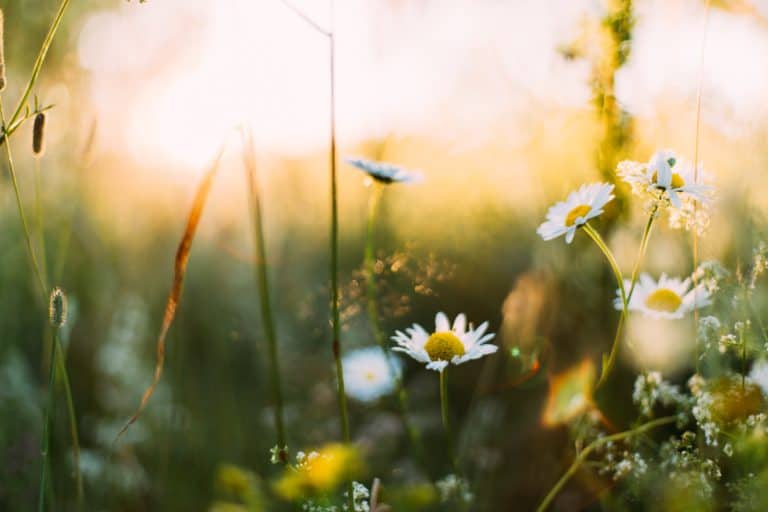 Stärke Dein Immunsystem im Frühling mit European Ayurveda®